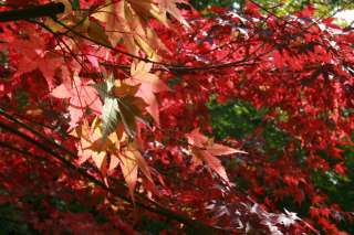 秋月ブログ 桜 紅葉 見どころ 名所情報 秋月紅葉情報