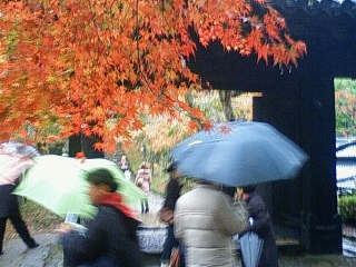 秋月ブログ 桜 紅葉 見どころ 名所情報 秋月紅葉情報