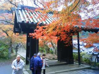 秋月ブログ 桜 紅葉 見どころ 名所情報 秋月紅葉情報